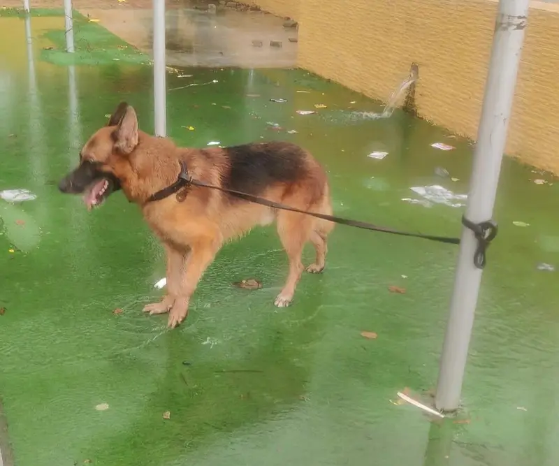 German shepherd dog for sale — photo 3