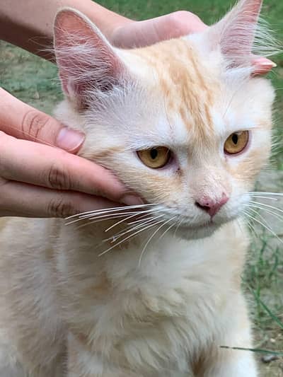 11 month old friendly cat for sale- hostelite, can't keep him.