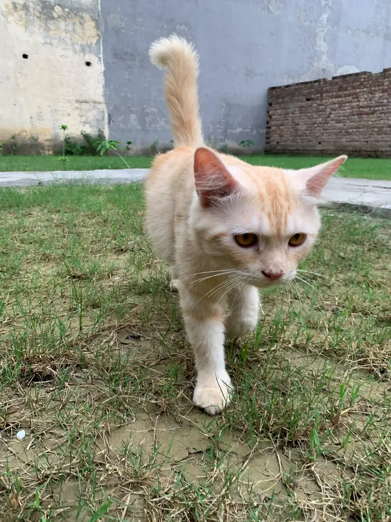 11 month old friendly cat for sale- hostelite, can't keep him. — photo 2
