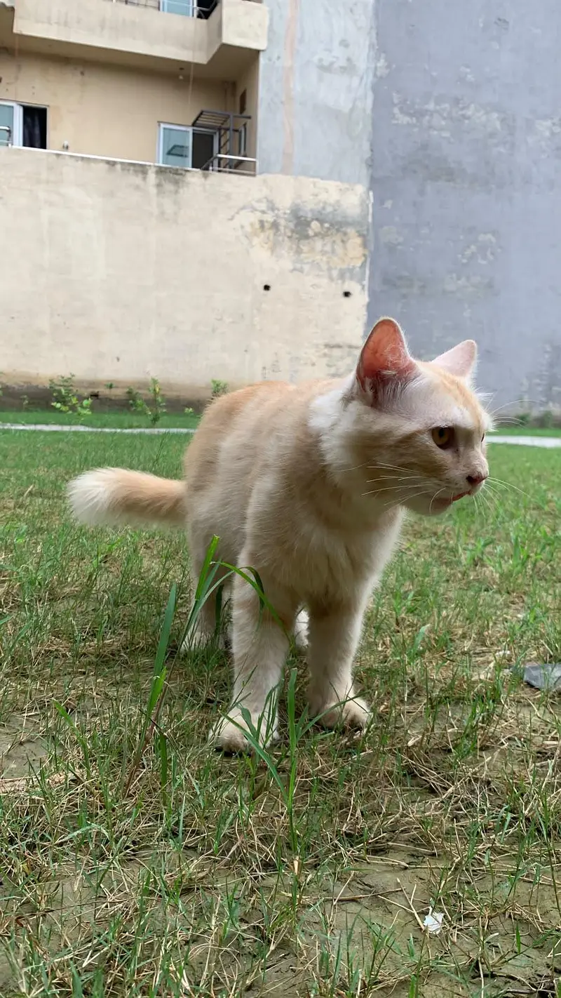 11 month old friendly cat for sale- hostelite, can't keep him. — photo 3