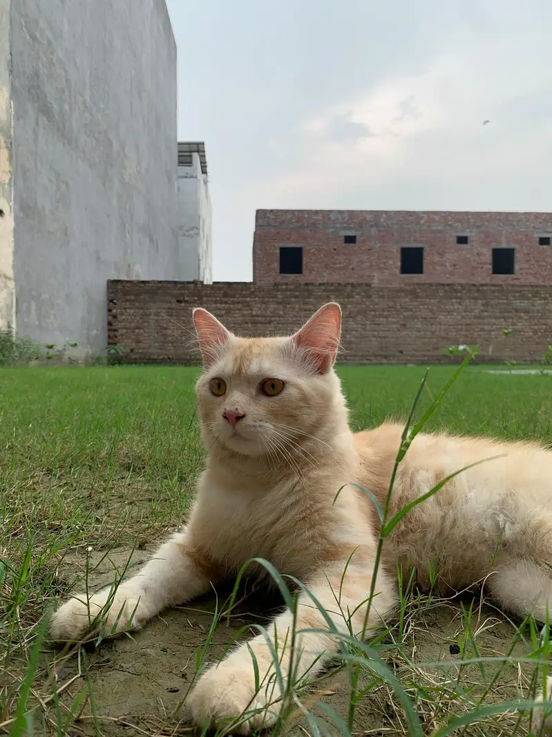 11 month old friendly cat for sale- hostelite, can't keep him. — photo 4