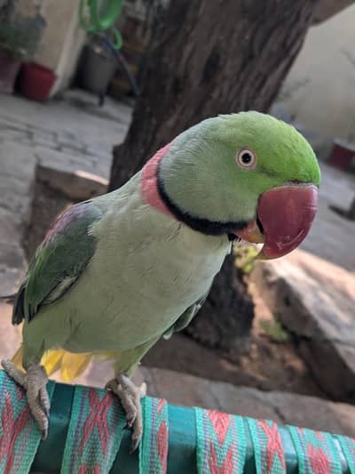 parrot