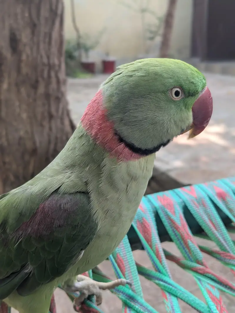 parrot — photo 2
