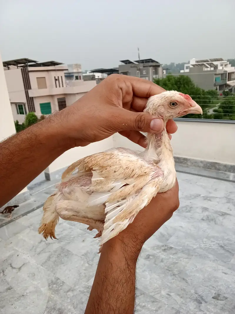 shamoo chicks — photo 3