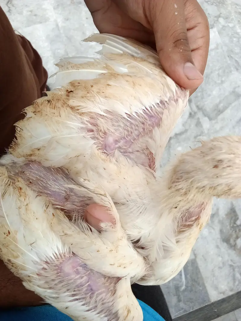 shamoo chicks — photo 4