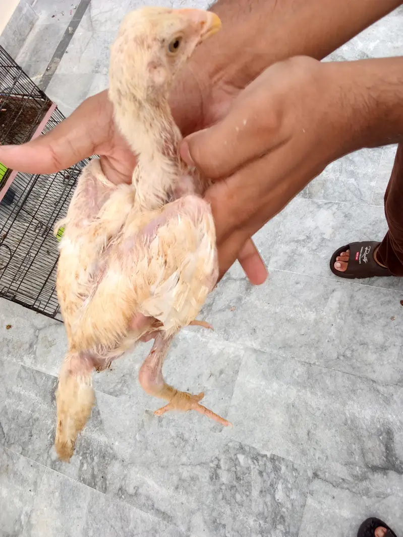 shamoo chicks — photo 6