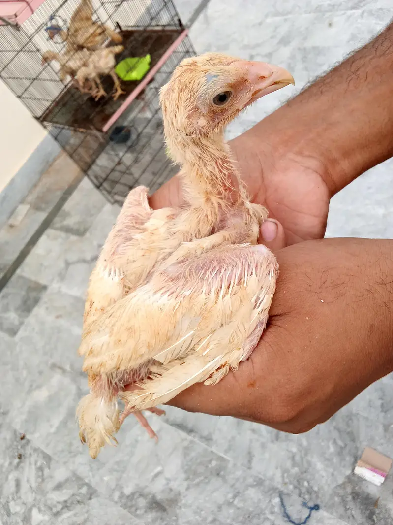 shamoo chicks — photo 8