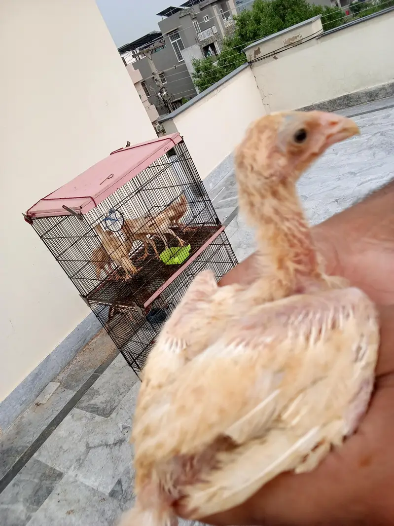 shamoo chicks — photo 9