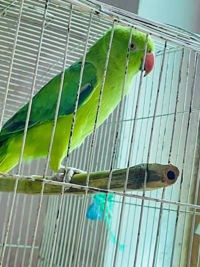 Katha parrots