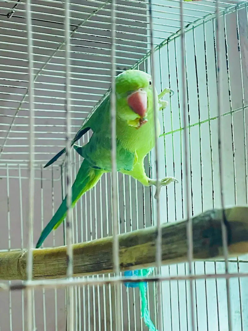 Katha parrots — photo 2