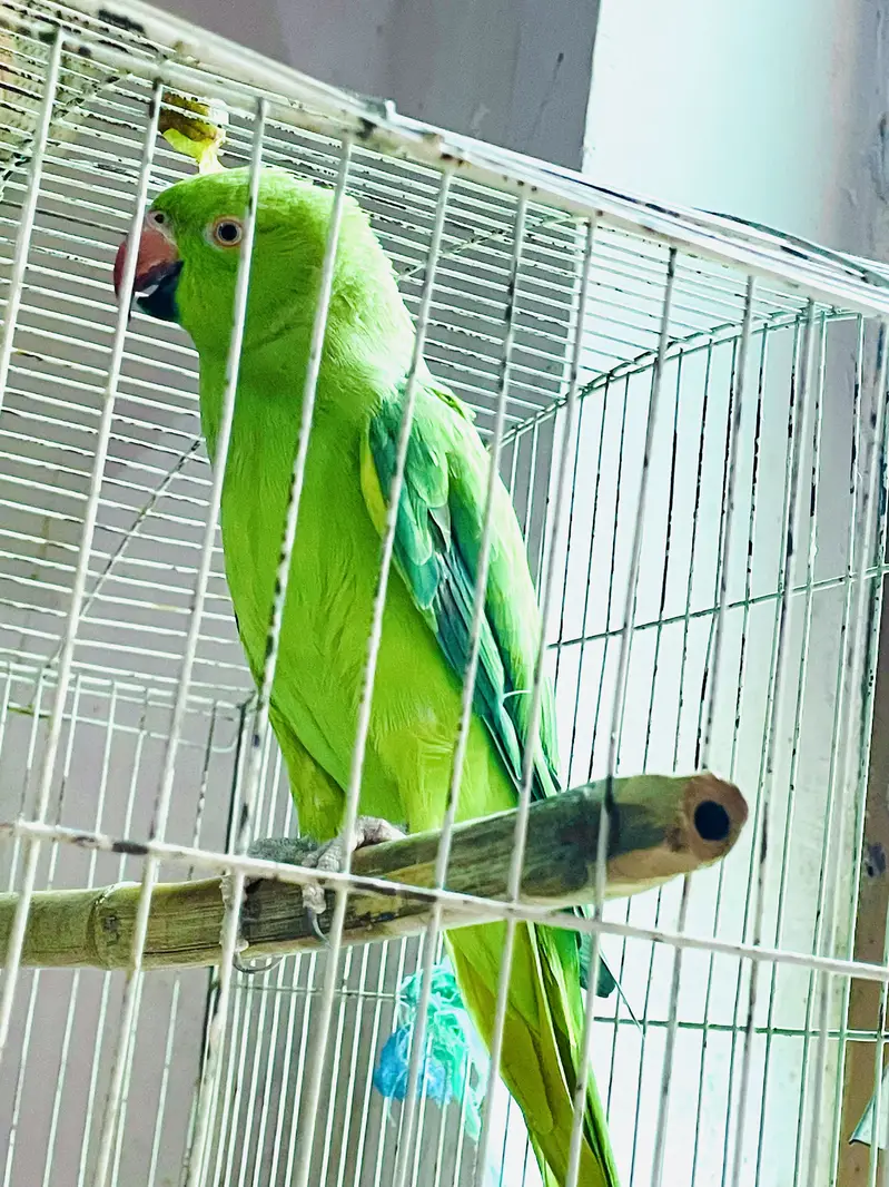 Katha parrots — photo 3