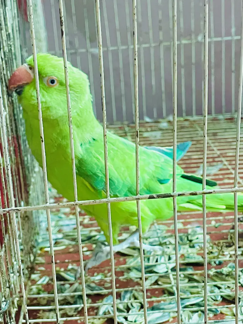 Katha parrots — photo 4