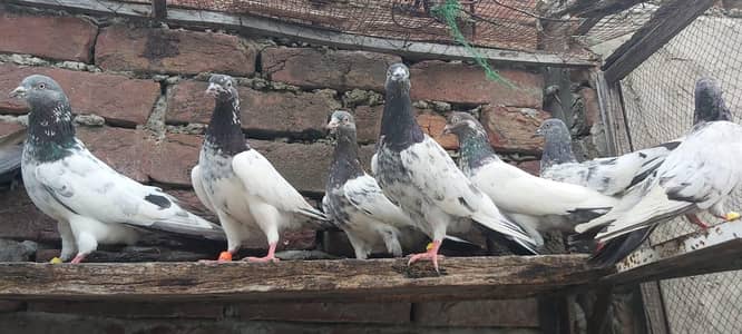 Taddi Goldan sialkoti joro waly parvazi kabotar for sale.