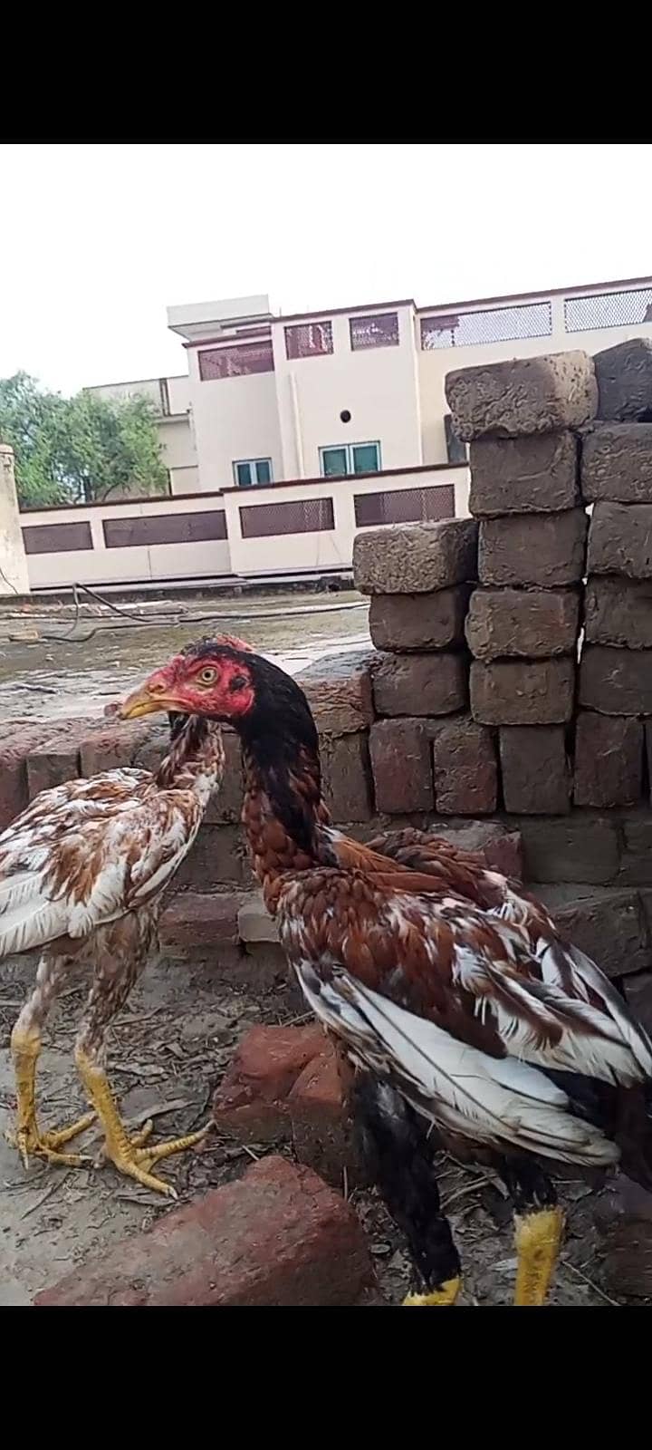warek 2