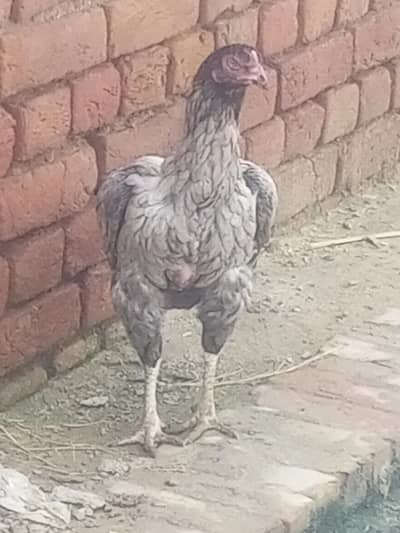 aSeel hen good condition all ok