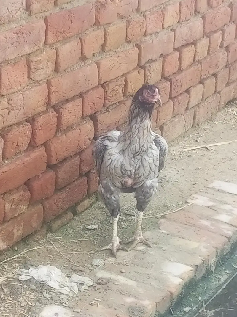 aSeel hen good condition all ok — photo 2