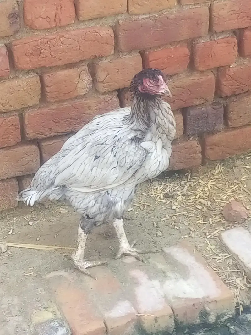 aSeel hen good condition all ok — photo 3