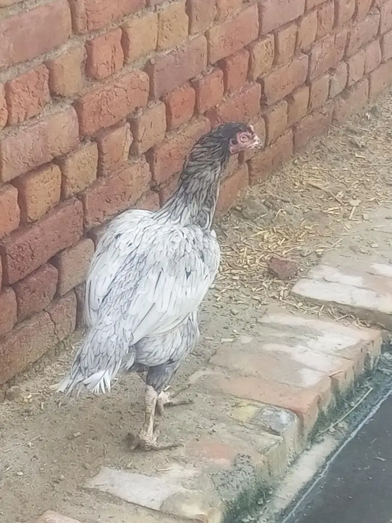 aSeel hen good condition all ok — photo 4