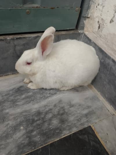 rabbit