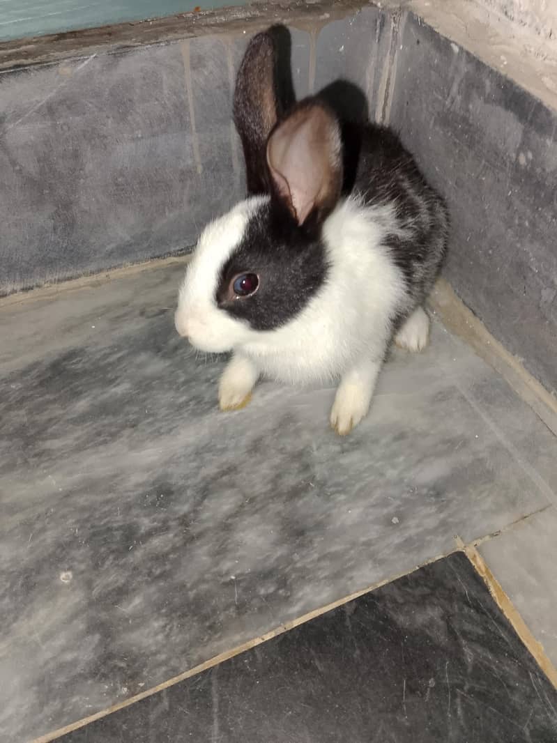 rabbit 1