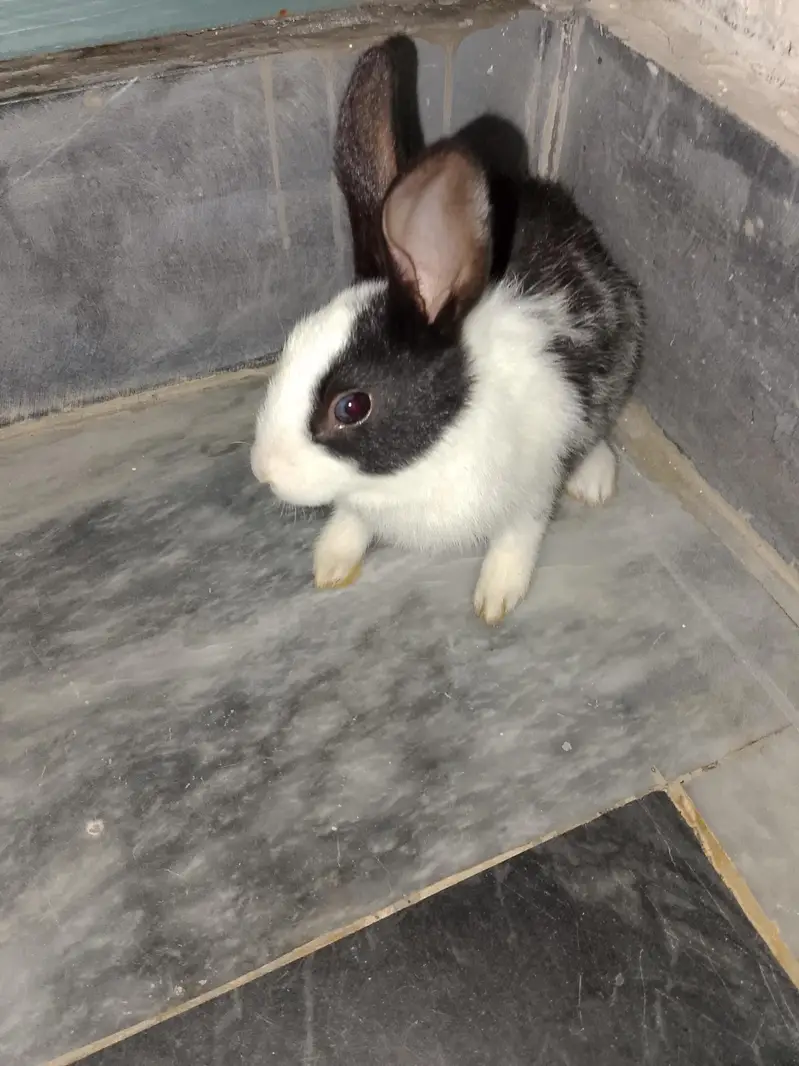 rabbit — photo 2