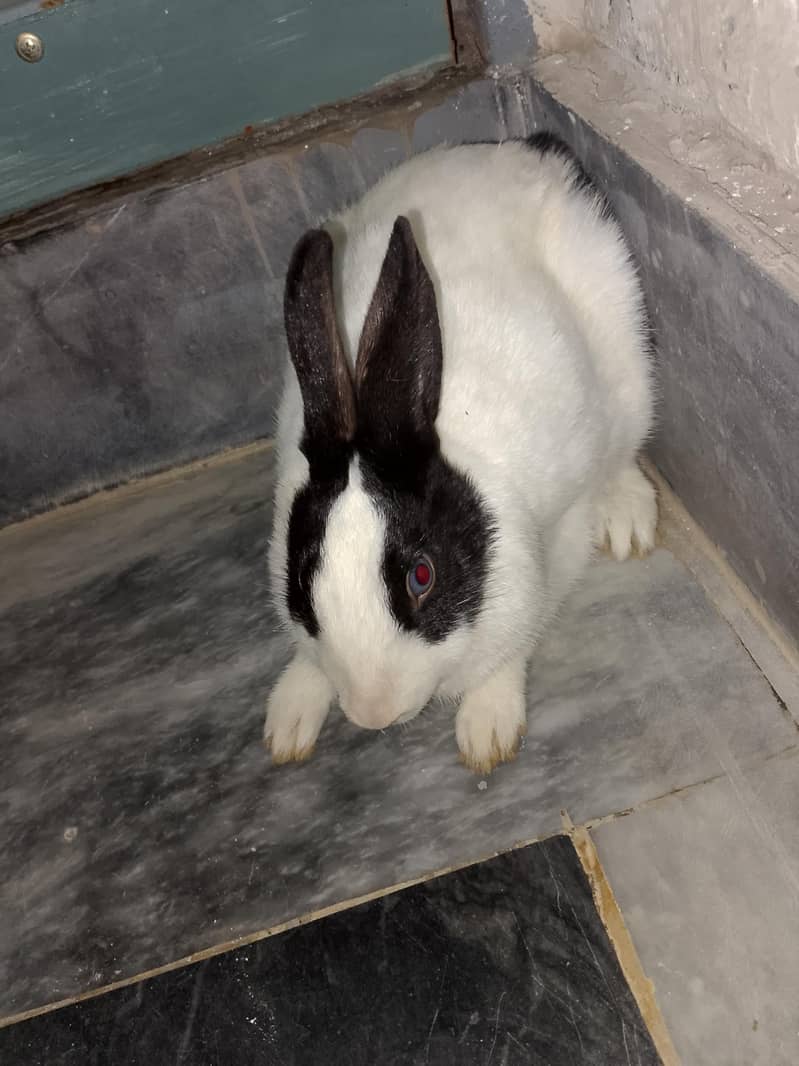 rabbit 2