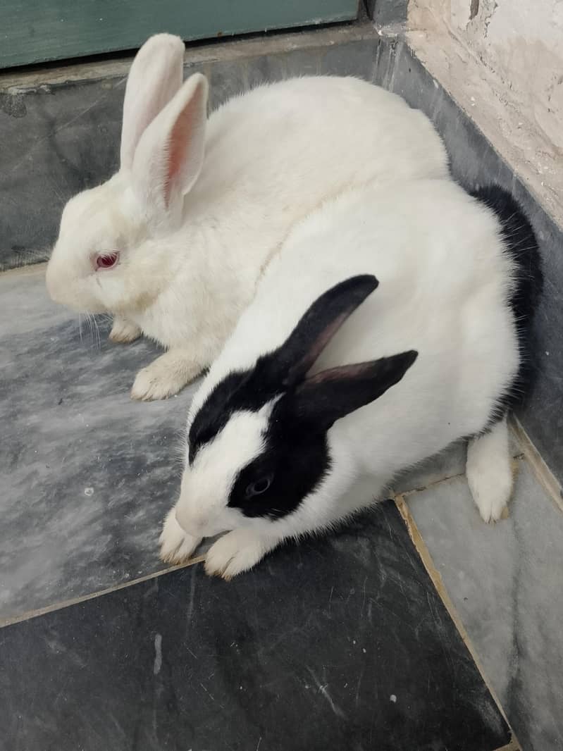 rabbit 3