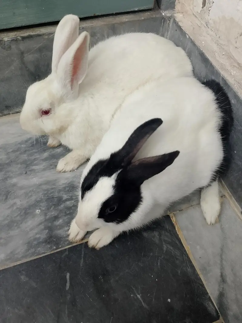 rabbit — photo 4