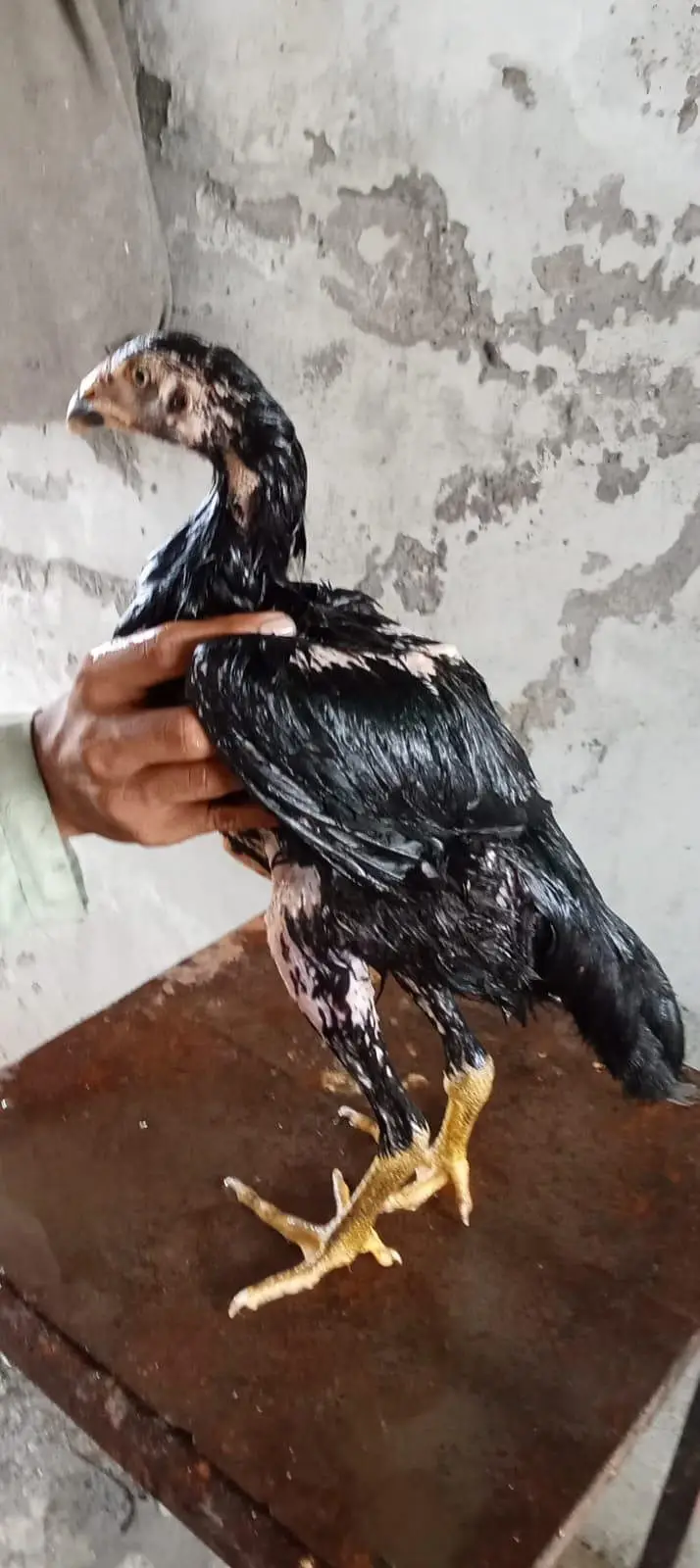 aseel veite cross pathay aur patiya 0321  9445149 — photo 12