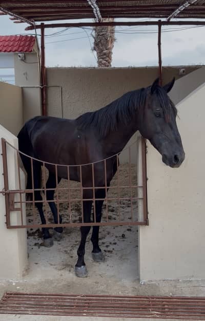 Black Stallion Horse