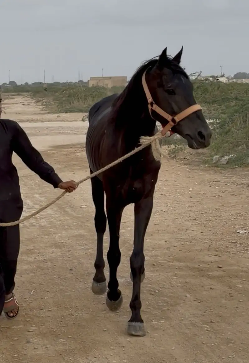 Black Stallion Horse — photo 2