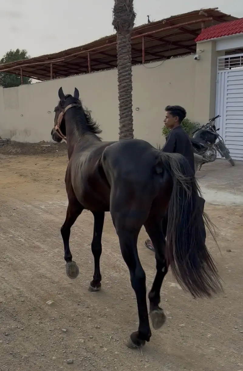 Black Stallion Horse — photo 3