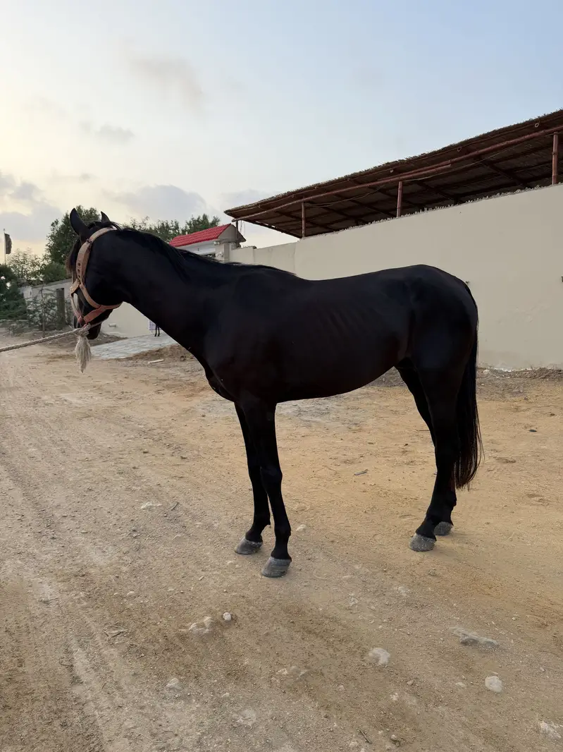 Black Stallion Horse — photo 4