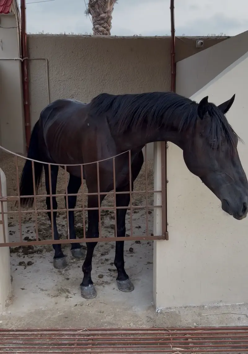 Black Stallion Horse — photo 5