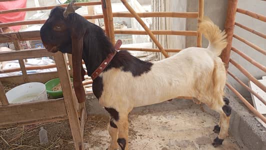 bakra