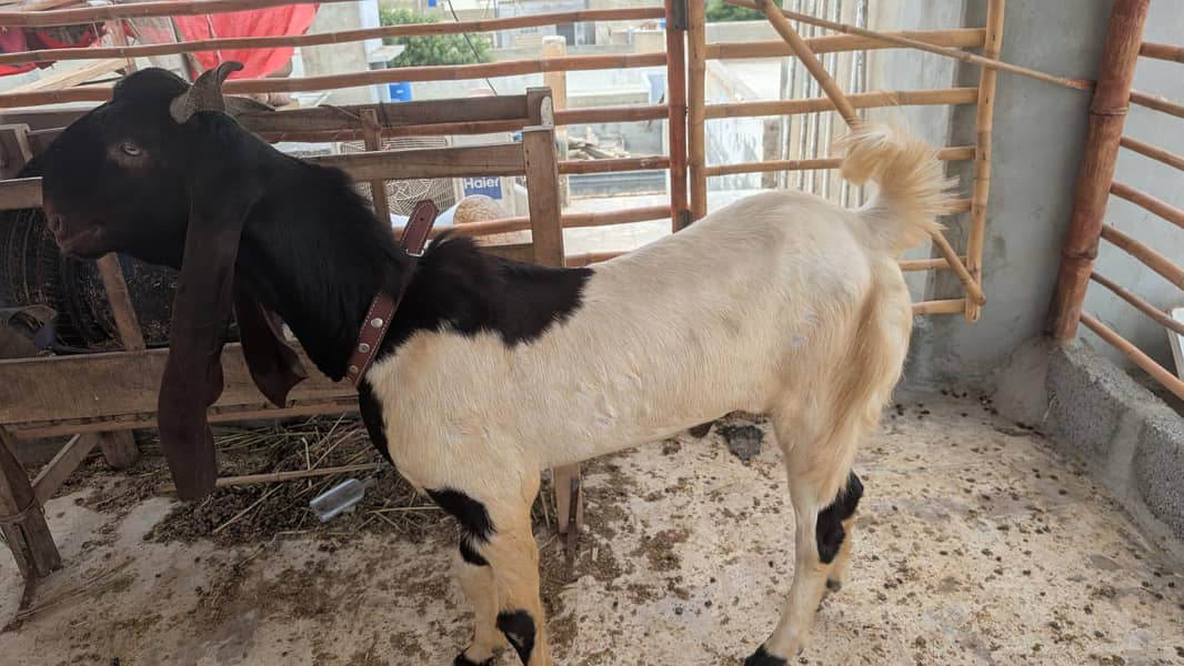 bakra 2