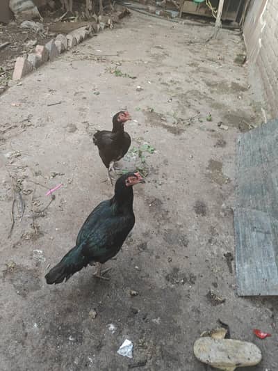 aseel females and cages