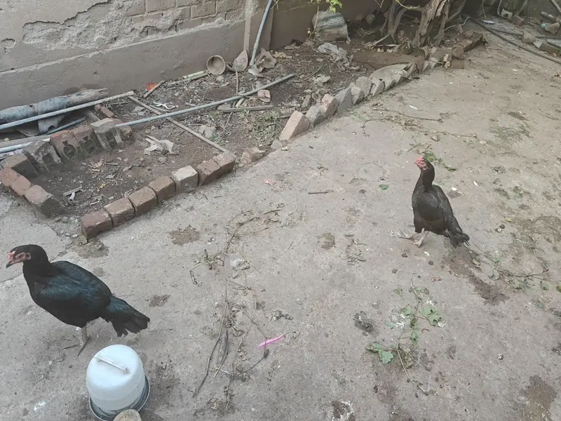 aseel females and cages — photo 2