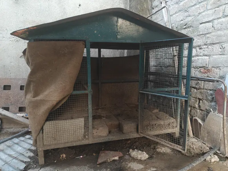 aseel females and cages — photo 3