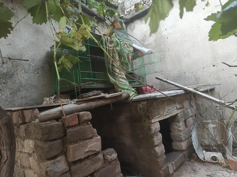 aseel females and cages — photo 4