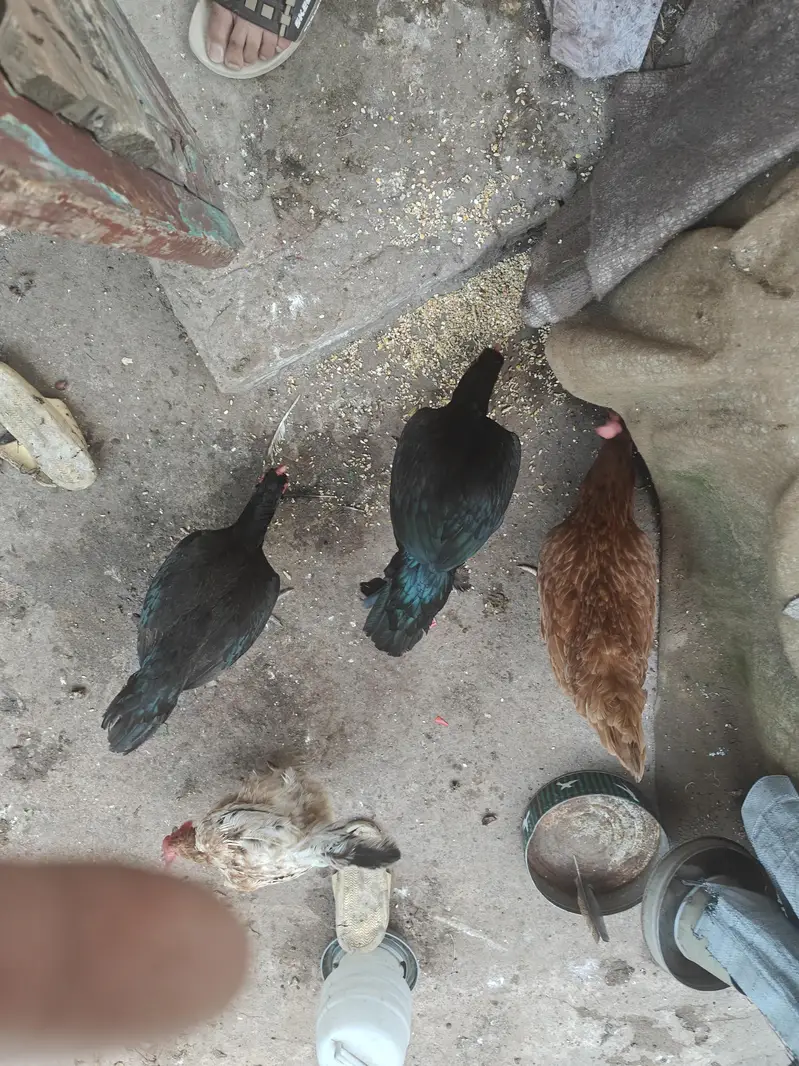 aseel females and cages — photo 5