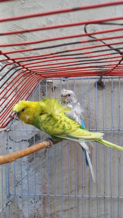 . budgries + hogo for sale  whatsapp 03007000075