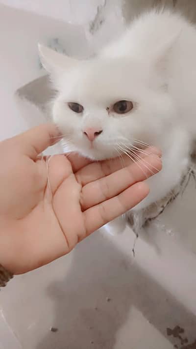 cat for sale
