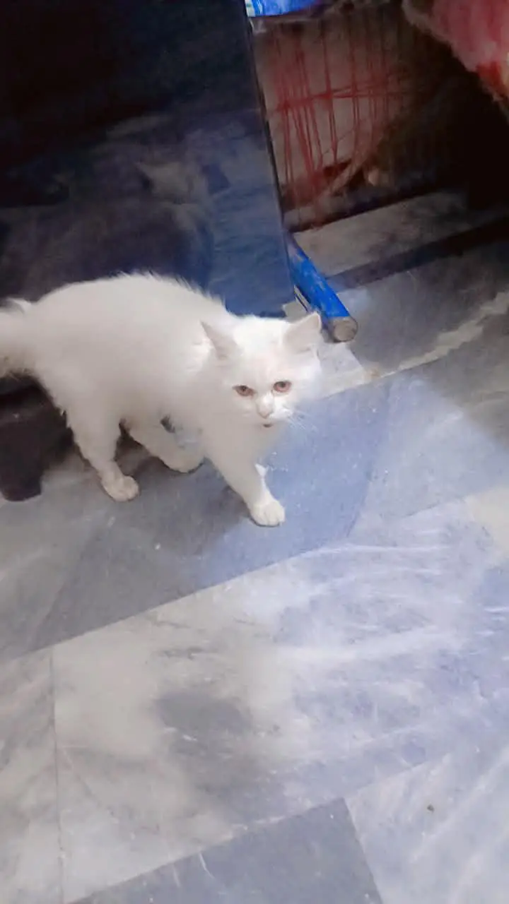 cat for sale — photo 2