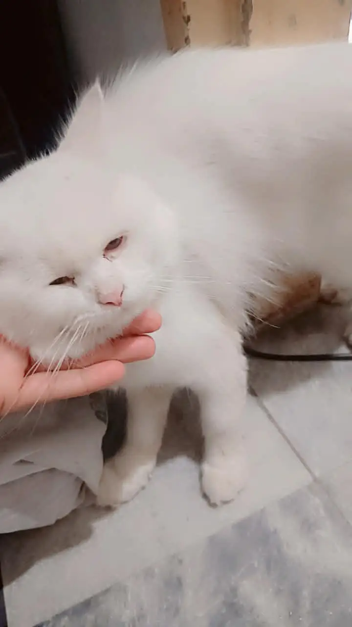 cat for sale — photo 3