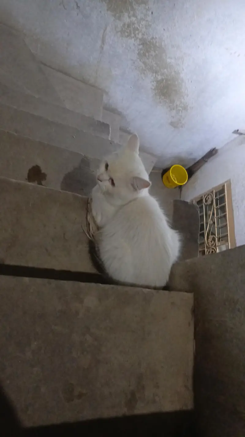 cat for sale — photo 4