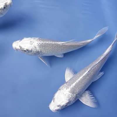 Pair of Milky White Koi fish for sale