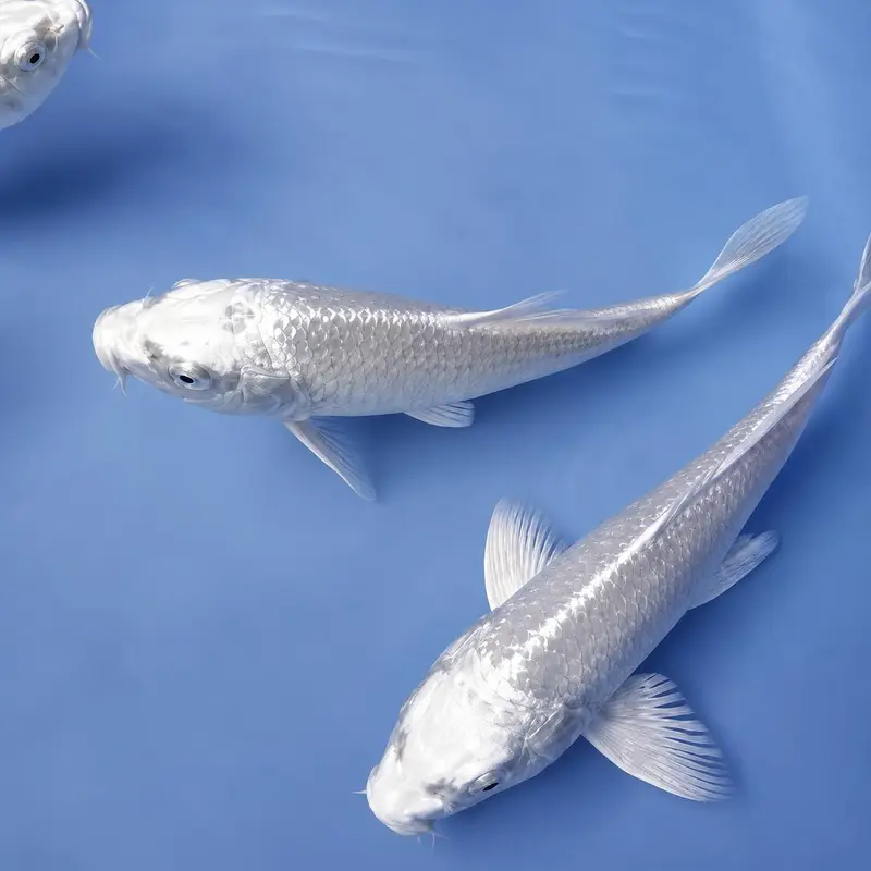 Milky White Koi, Shubankin and Gold fish