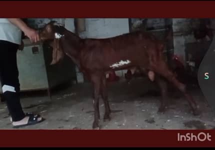 Nagra Bakra for Sale