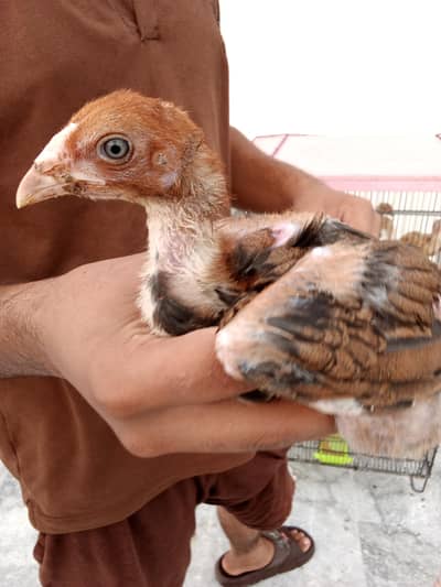 aseel Thai chicks
